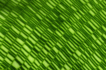 Closeup on the green mosaic pattern leaf of Calathea mosaica goeppertia kegeljanii