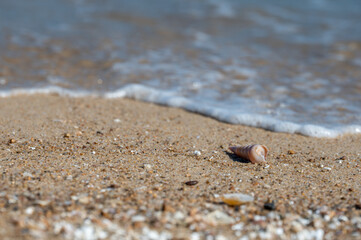 Fototapeta na wymiar A shell was on the beach