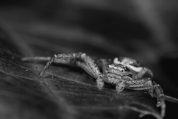 spider jumper macro, arachnophobia, beautiful jumping spider, poisonous spider