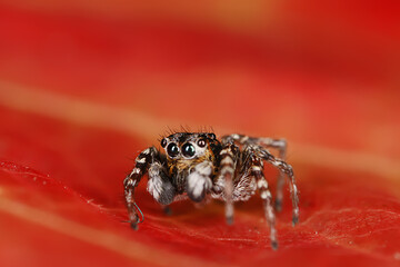 spider jumper macro, arachnophobia, beautiful jumping spider, poisonous spider