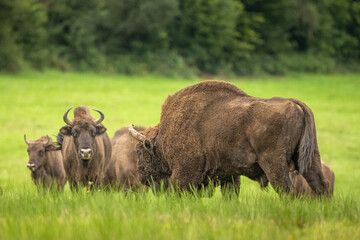 European Bison on the green meadow. The Bieszczady Mountains,  Carpathians. Poland.