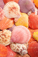 Top view of beautiful color seashells as background