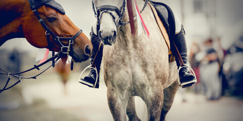The muzzles of two horses of the winners of the competition. Portrait sports stallions in the bridle after the competition with premium rosettes. Equestrian sport.