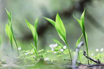 Fototapeta na wymiar lilies of the valley leaves green background, nature fresh green garden texture
