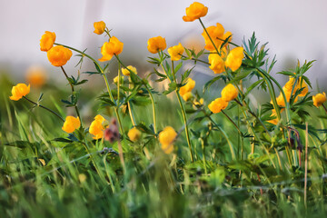 swimsuit wild yellow flowers, nature summer field with flowers abstract beautiful background nature toning