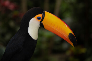 Toucan portrait