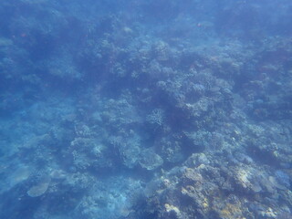 インドネシア　カリムンジャワ島周辺の海