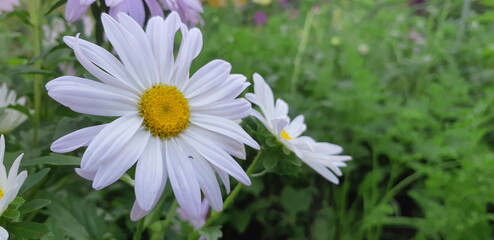 The beautiful summer flower