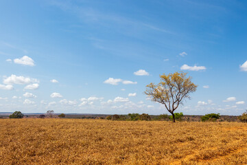 Cerrado seco com árvores e céu azul. © Raulzito Moura