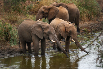 Fototapeta na wymiar elephants at the water