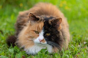 Naklejka na ściany i meble Closeup of a cat on grass