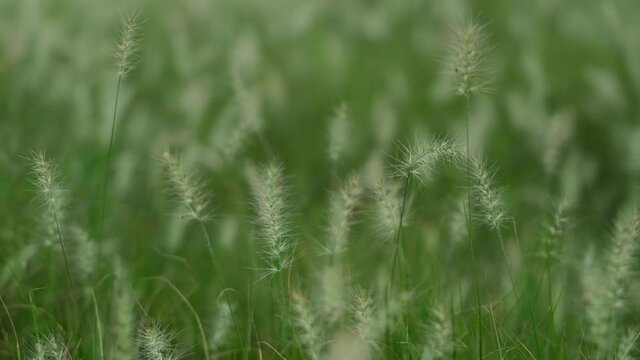 slow motion foxtail  (Setaria viridis) sway in wind. full frame background