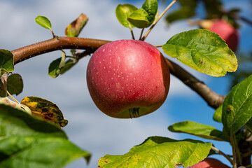 apple on tree
