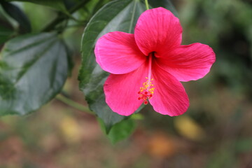 A front view of the pink hibiscus flower in the garden with the natural background on the bright sunny day.