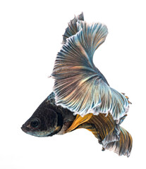Fototapeta premium Halfmoon betta fish, siamese fighting fish, Capture moving of fish, abstract background of fish tail 