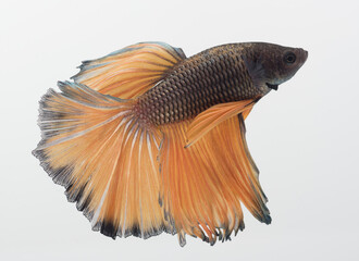 Halfmoon betta fish, siamese fighting fish, Capture moving of fish, abstract background of fish tail
