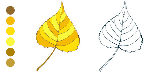 Coloring sheet with yellow autumn aspen leaf and appropriate color palette isolated on white background. Hand-drawn style vector illustration.