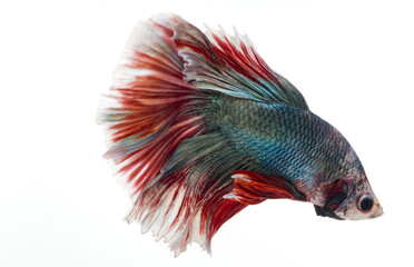 Fototapeta premium halfmoon betta fish, siamese fighting fish, betta splendens 
