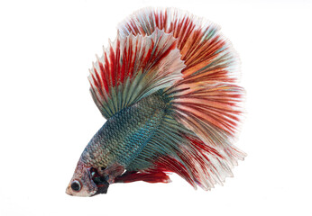 Fototapeta premium halfmoon betta fish, siamese fighting fish, betta splendens 