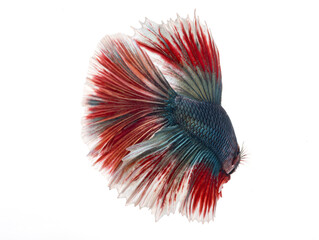 halfmoon betta fish, siamese fighting fish, betta splendens
