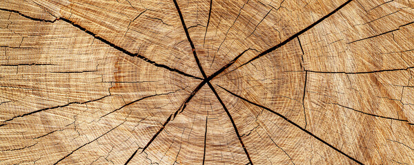 background of a wooden stump