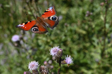 farfalle fiori fiore 