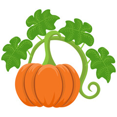Pumpkin, vector. Object isolated on white background.