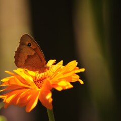 kolorowy  motyl  na  żółtym   kwiatku  widziany  z  bliska - 453828469