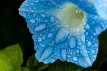 Morning glory - Heaven Blue flower, closeup.