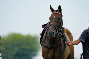 polo horse is waiting for last chukker