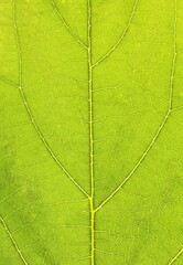 Close up of a leaf