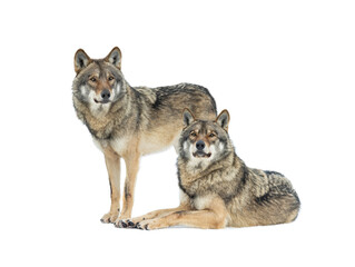 two gray wolves isolated on white background
