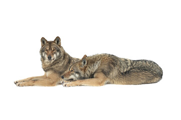 gray wolfs lies on the snow isolated on white background