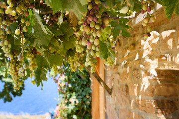 An arbor with red and green grapes, on a pergola. Against the background of the stone wall of the...