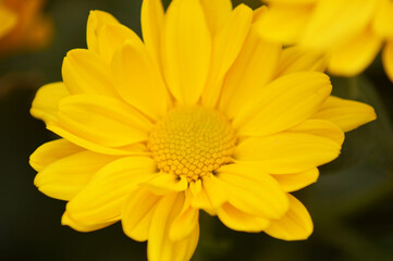 fresh yellow flower in the garden