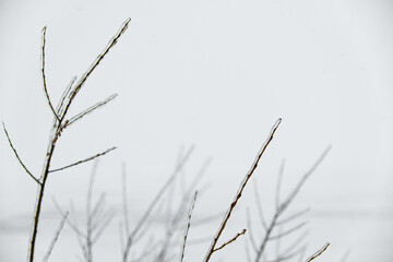 Close-up glittering tree branches with a thick layer of ice. Winter concept.