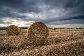 Bales in the wheat field