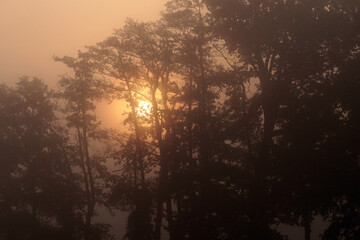 Fototapeta na wymiar Sunlight through the canopy and fog