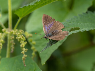 Female Purple Hairstreak Resting on Nettles