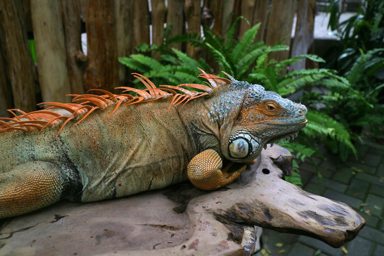 big iguana on a wooden table