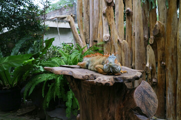 big iguana on a wooden table