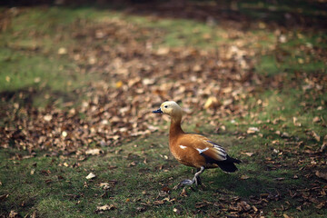 duck in autumn park, view of abstract relaxation alone