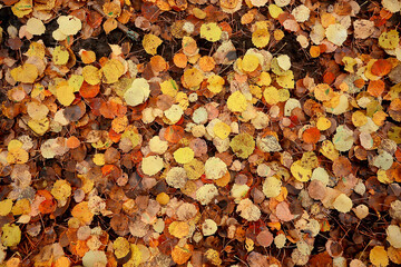 fallen leaves autumn abstract background, yellow leaves, october in the park, seasonal design
