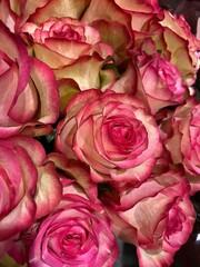 Pink Antique Roses 