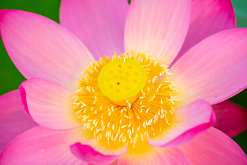 Lotus flower on the water