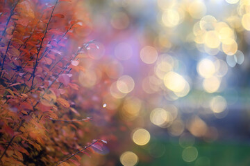 blurred leaves background, bokeh park landscape, autumn view in october