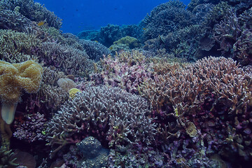 Naklejka na ściany i meble gorgonian large branching coral on the reef / seascape underwater life in the ocean