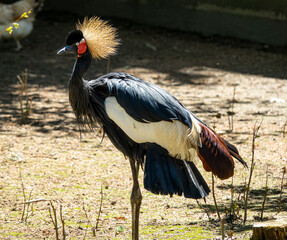 black crowned crane (Balearica pavonina)