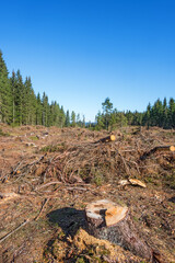 Tree stump on a clearfelling area in the woodland