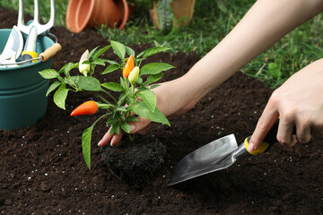 Woman transplanting pepper plant into soil in garden, closeup
